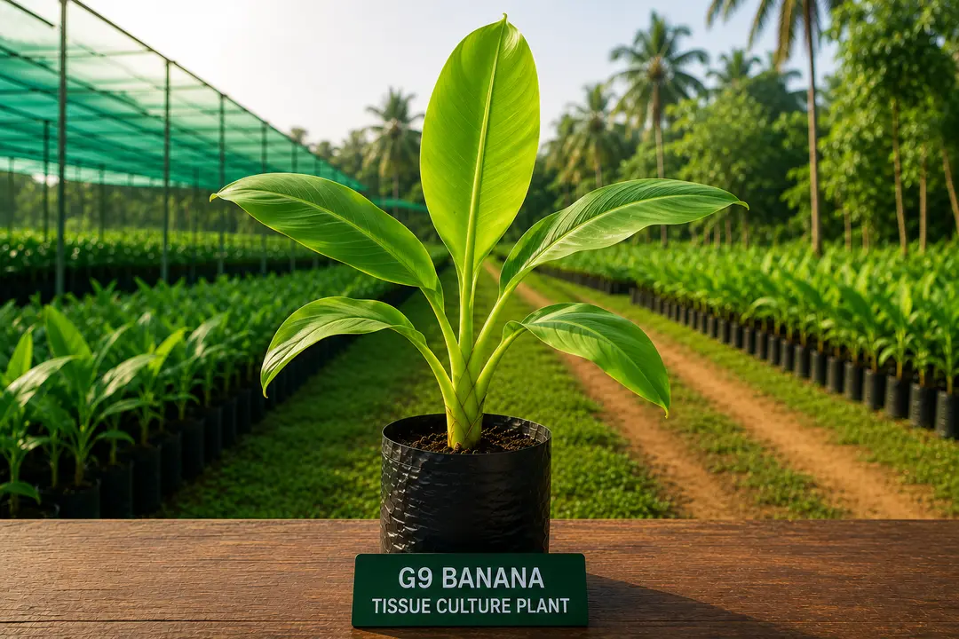 G9 Banana Plant tissue culture plant