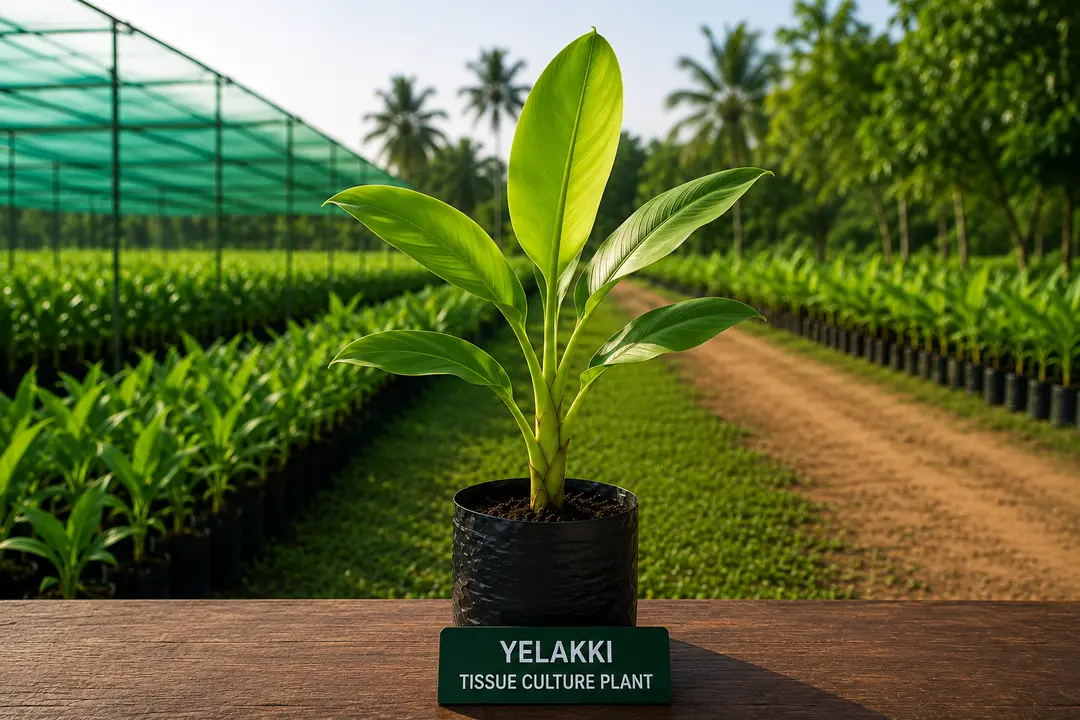 Yelakki Banana Plant tissue culture plant