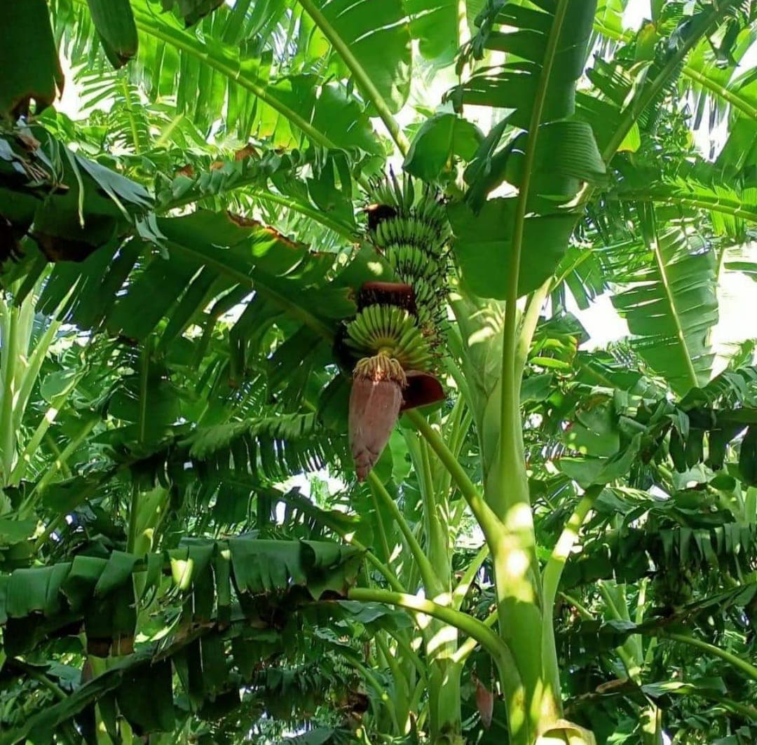 Banana tissue culture plants