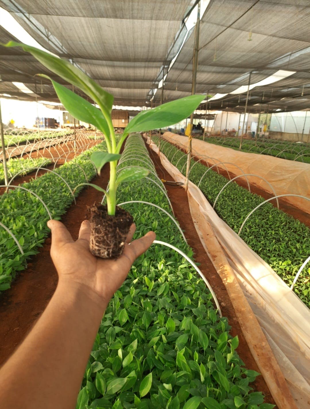 Banana tissue culture plants